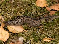 Limax maximusPANTERSNIGEL